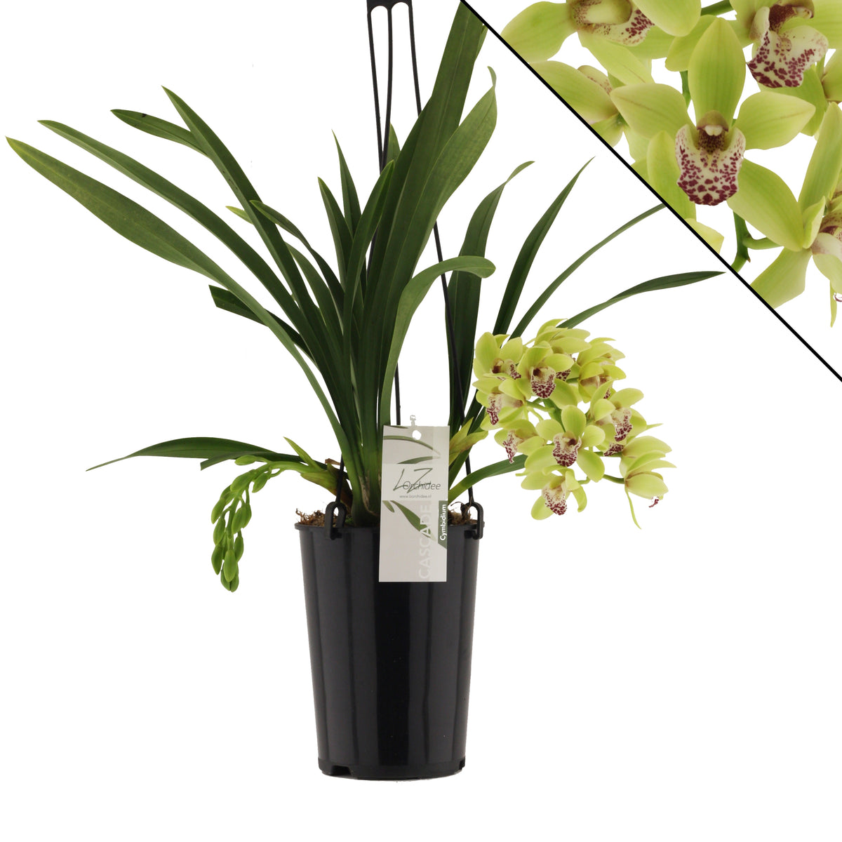 Cymbidium Harwin 60cm 14cm Pot