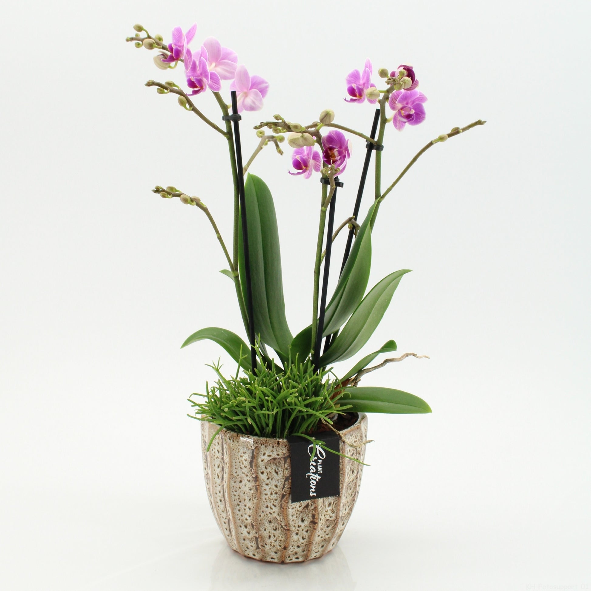 PHAL-2603RZ Phalaenopsis creatie 45cm 14cm Pot