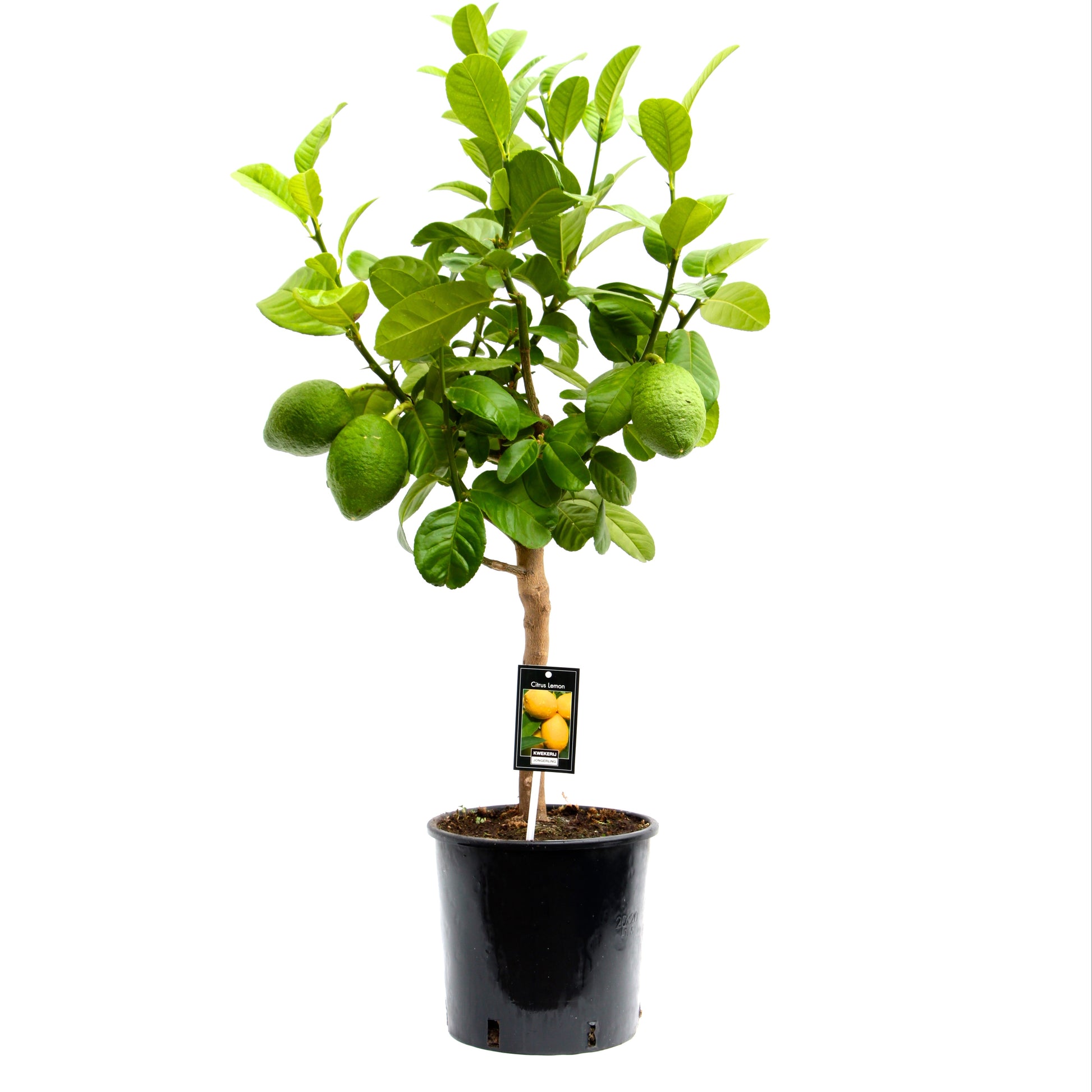 Jongerling, Kwekerij Citrus Bergamot Pack of 1