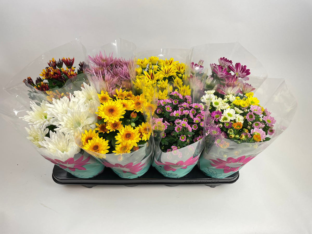 Chrysanthemum bicolour mix 27cm 14cm Pot