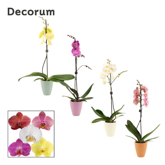 Phalaenopsis mix (+ drp.Carly) 65cm 12cm Pot