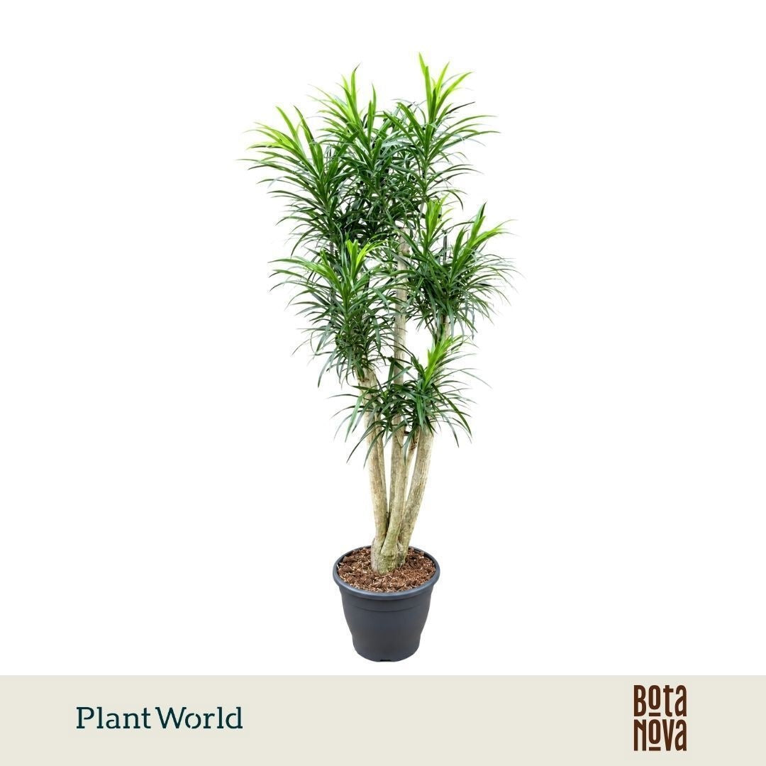 Dracaena ref. Anita 170cm 32cm Pot