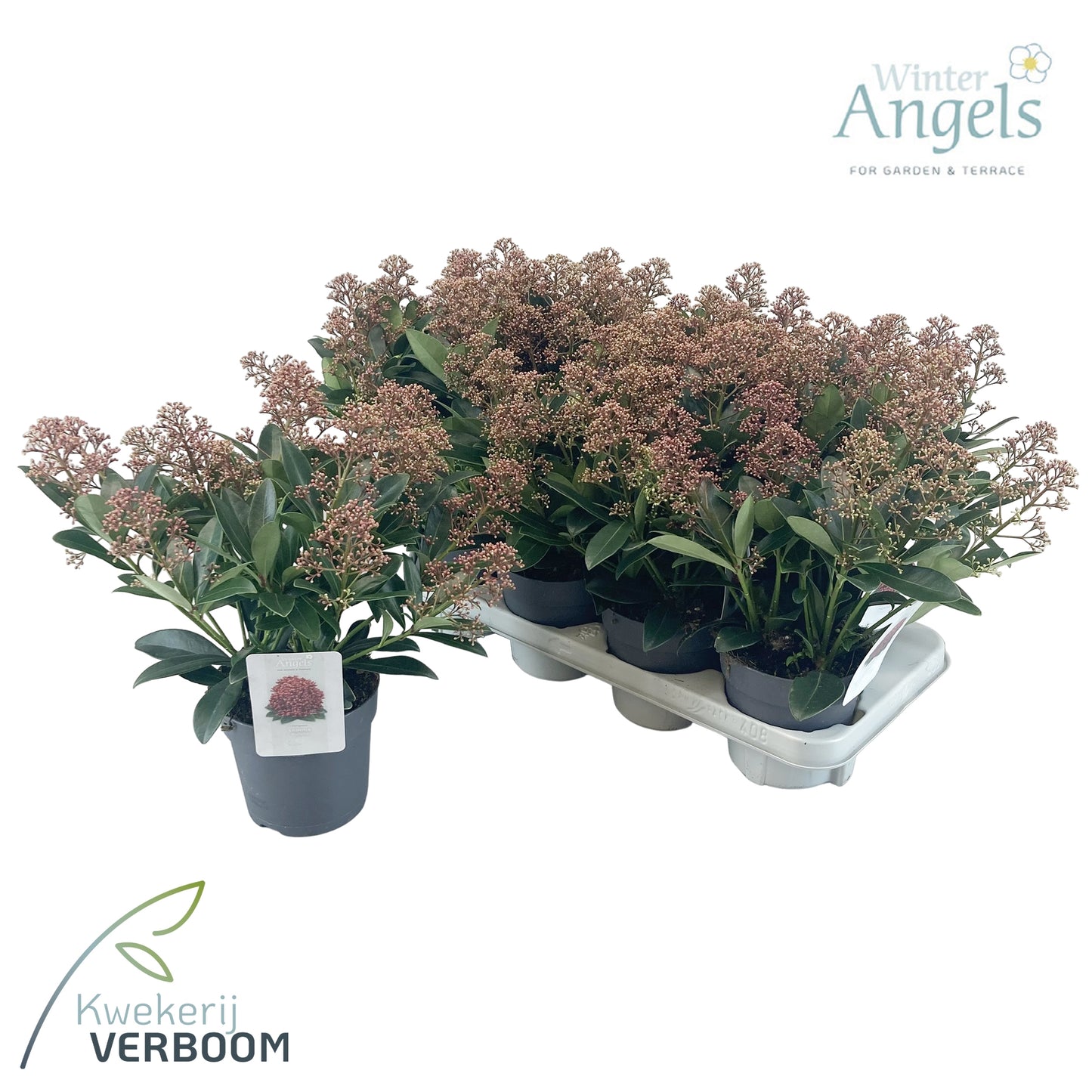 Skimmia japonica Rubella 30cm 13cm Pot