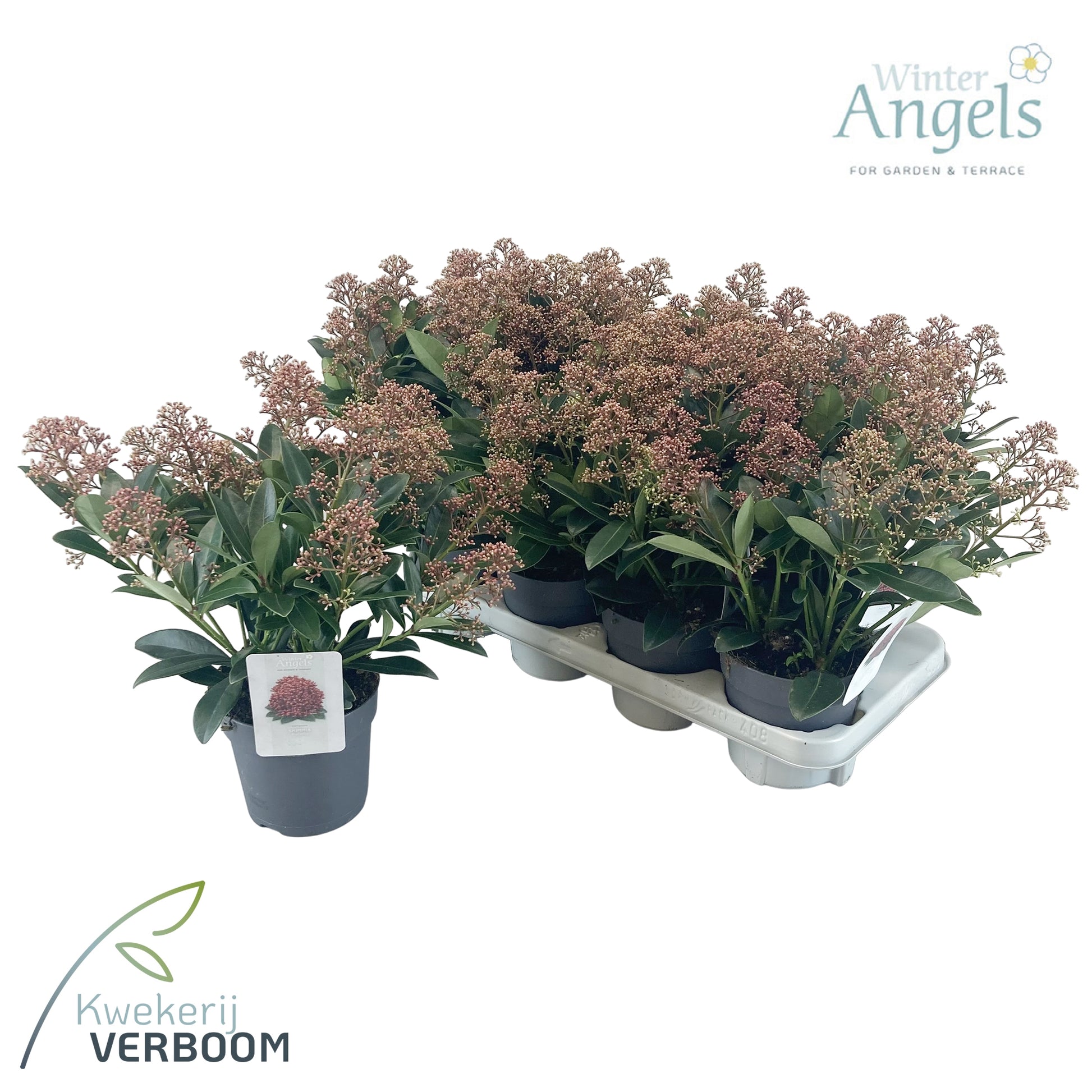 Skimmia japonica Rubella 30cm 13cm Pot