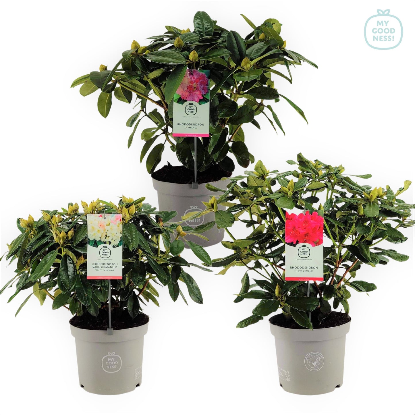 Rhododendron mix 60cm 23cm Pot