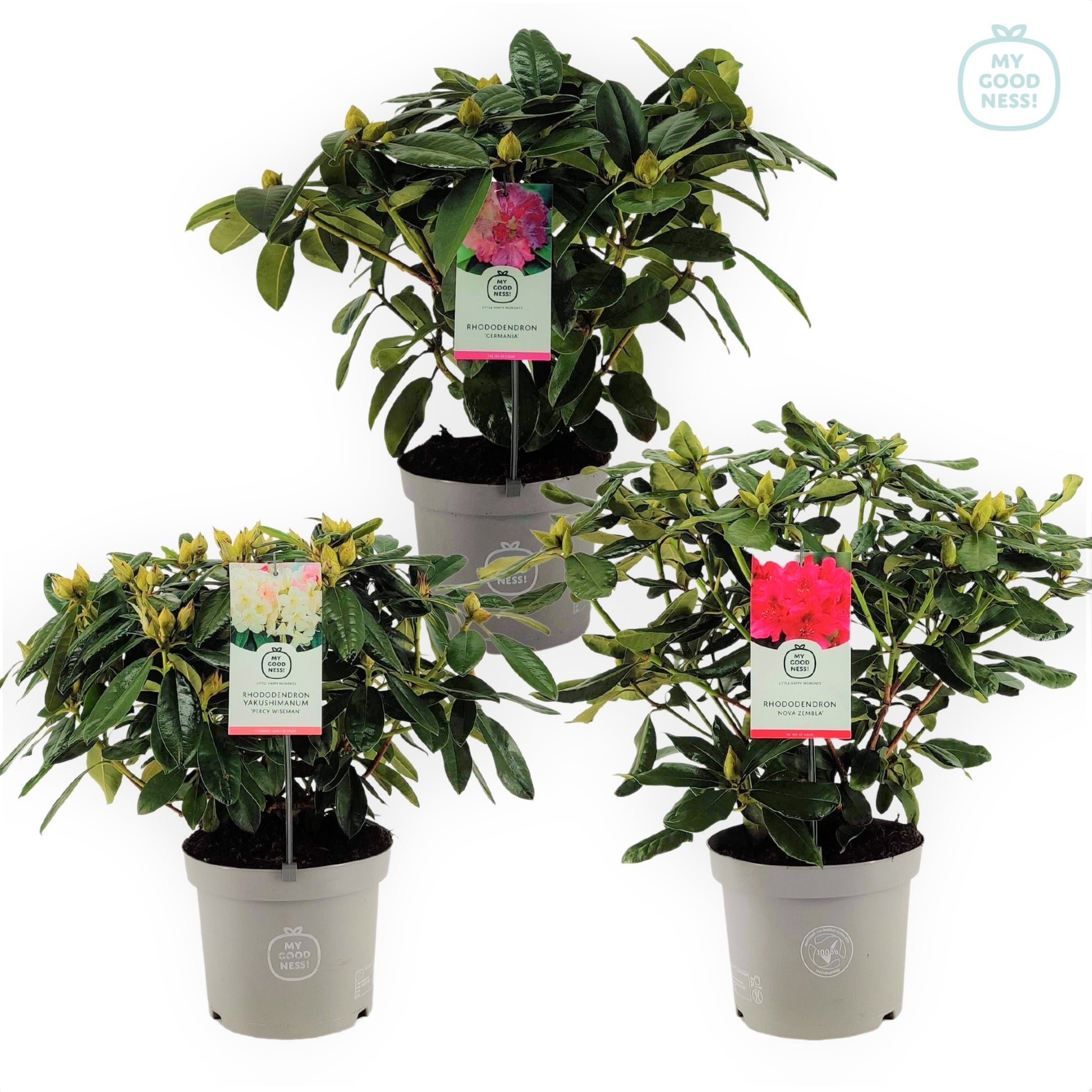 Rhododendron mix 60cm 23cm Pot