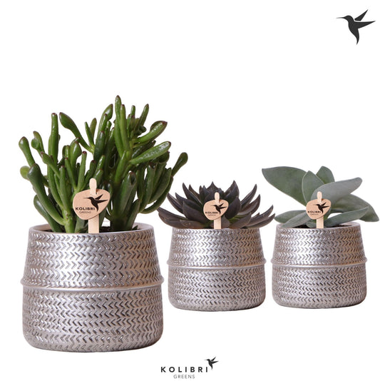 Succulent mix 20cm 9cm Pot