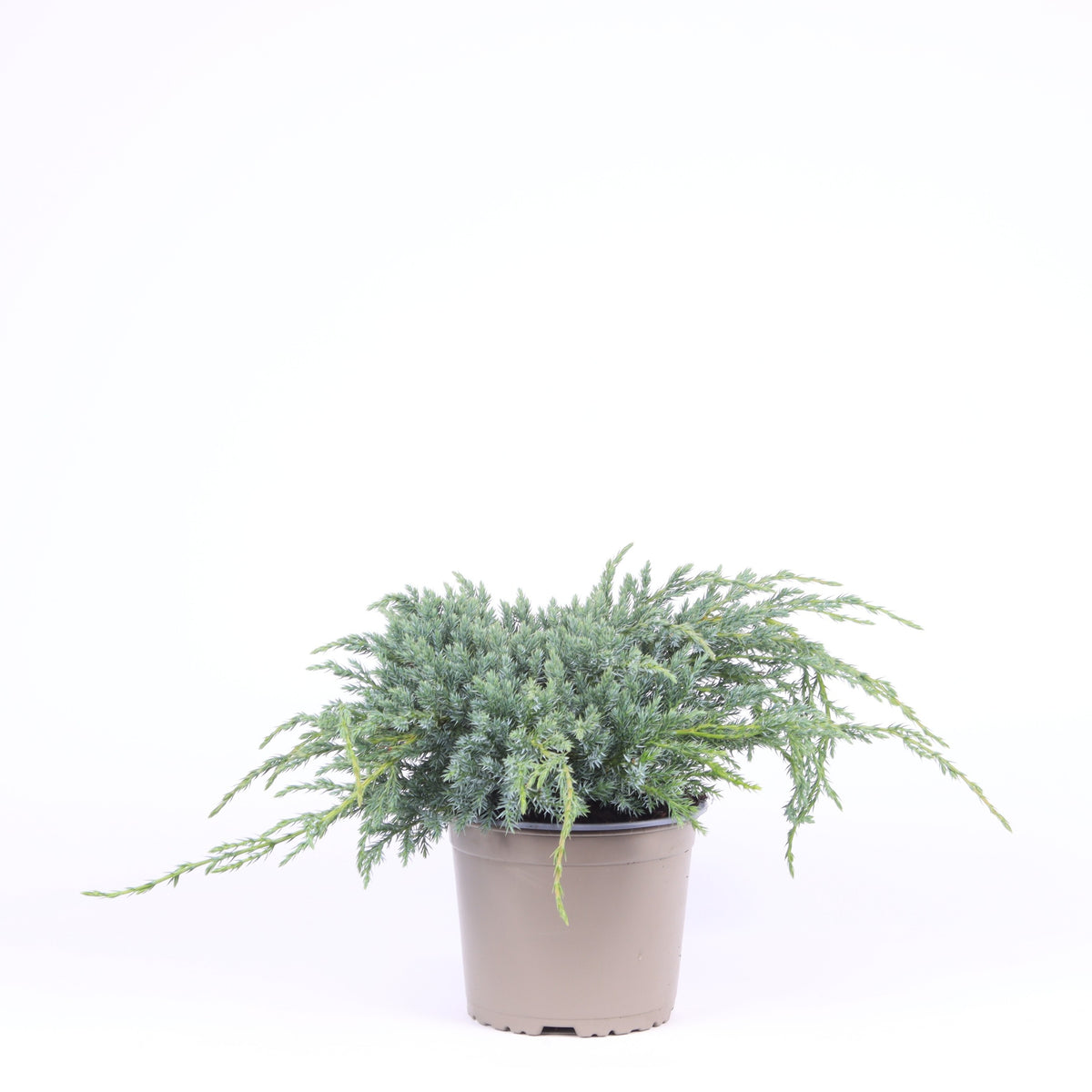 Juniperus Blue Carpet 35cm 17cm Pot