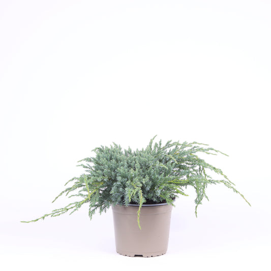 Juniperus Blue Carpet 35cm 17cm Pot