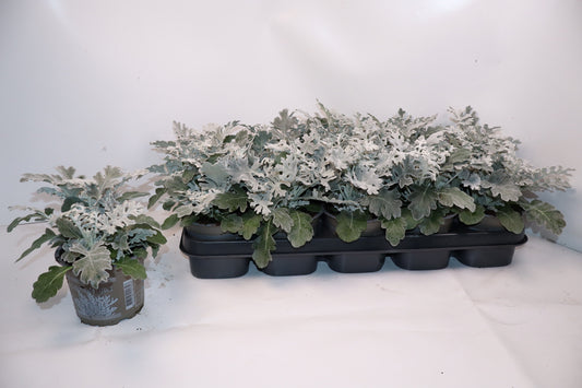 Jacobaea maritima 20cm 12cm Pot