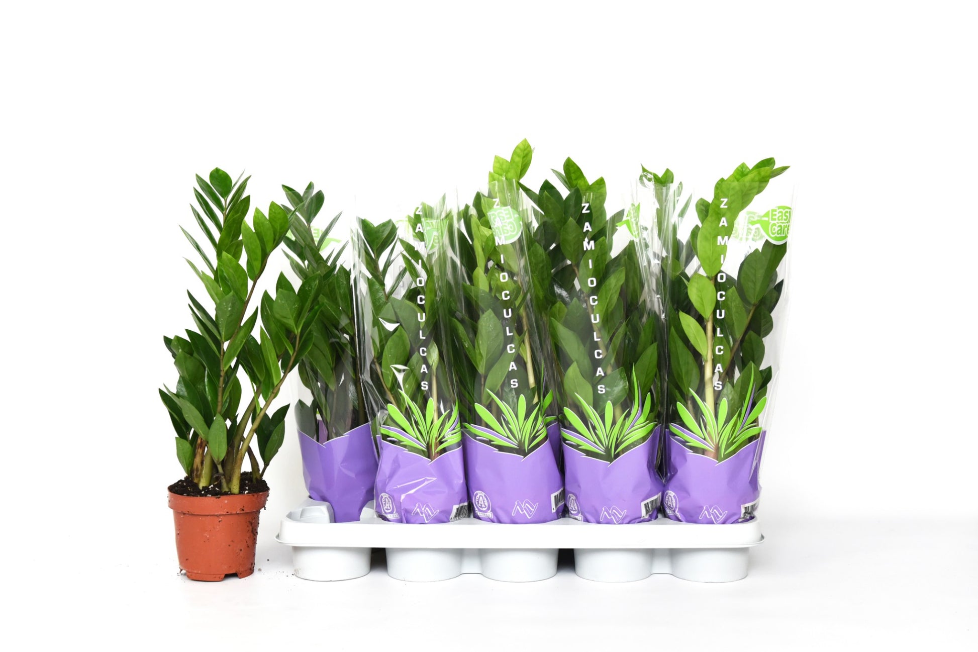 Zamioculcas zamiifolia 50cm 12cm Pot