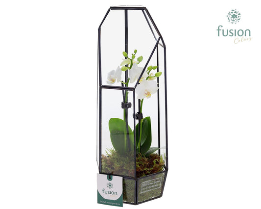 Metalen Lantaarn met Phalaenopsis 35cm 12cm Pot