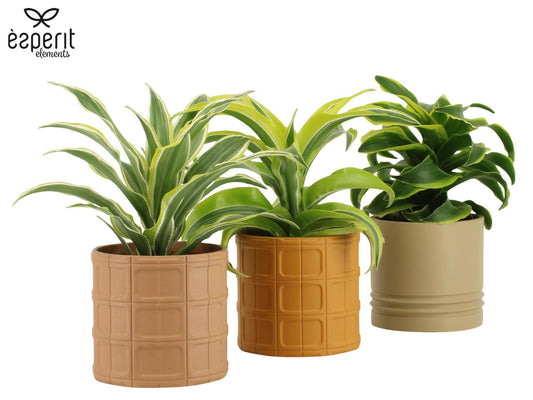 Dracaena mix 30cm 12cm Pot