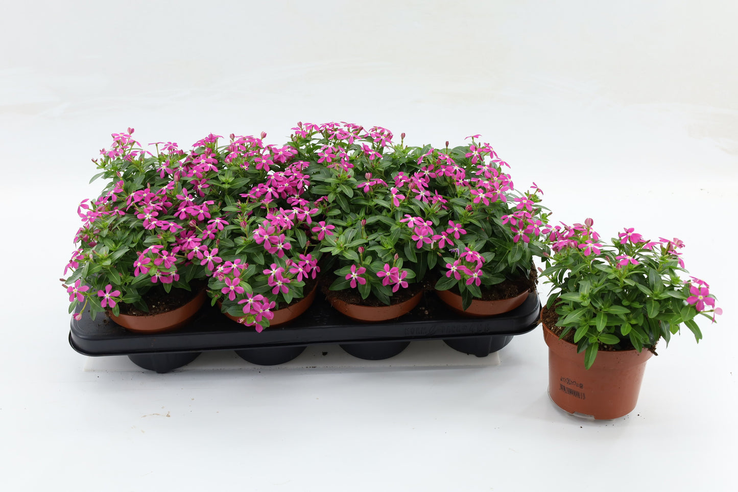 Catharanthus Soirée Hot Pink 20cm 13cm Pot