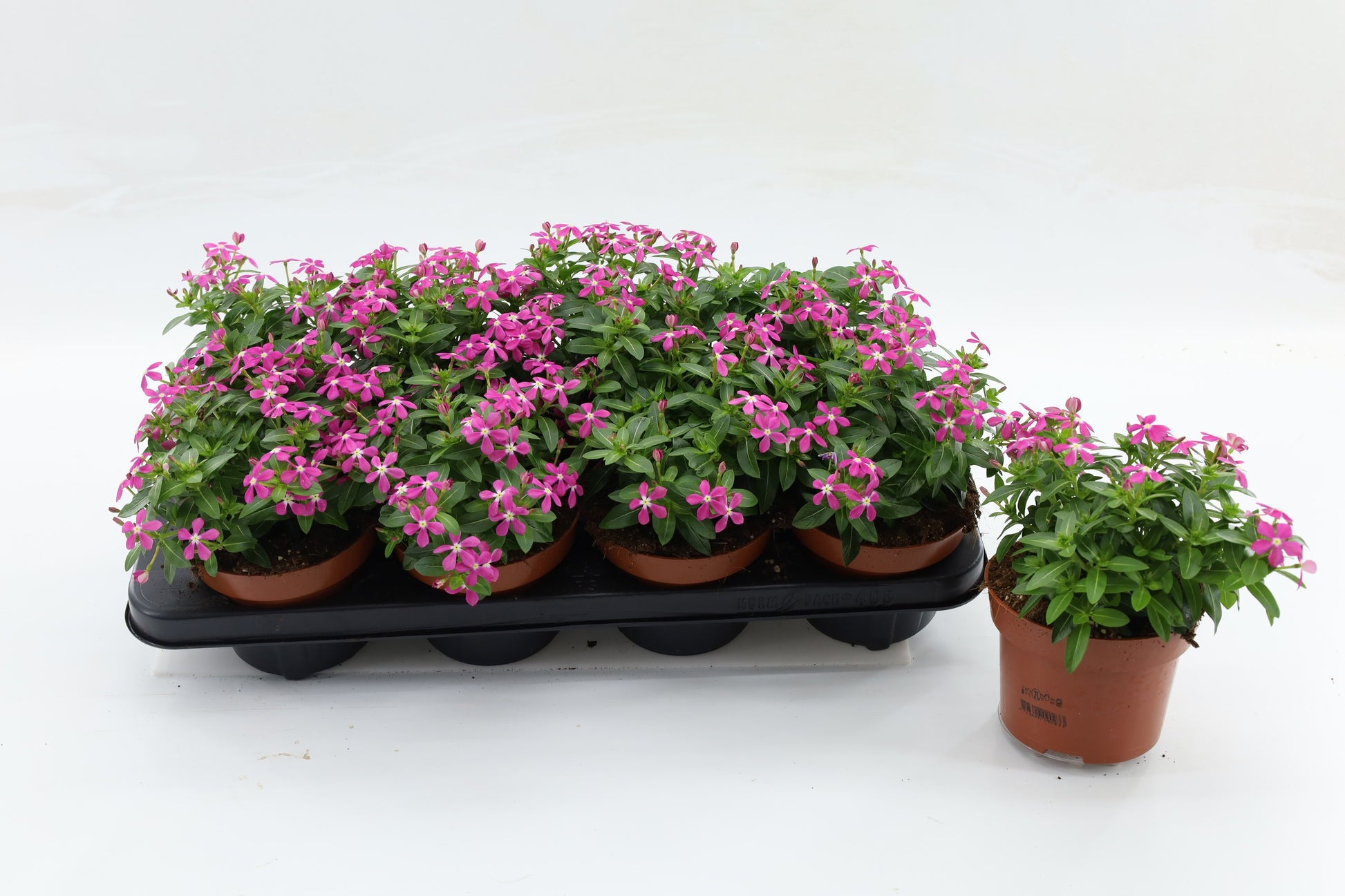 Catharanthus Soirée Hot Pink 20cm 13cm Pot