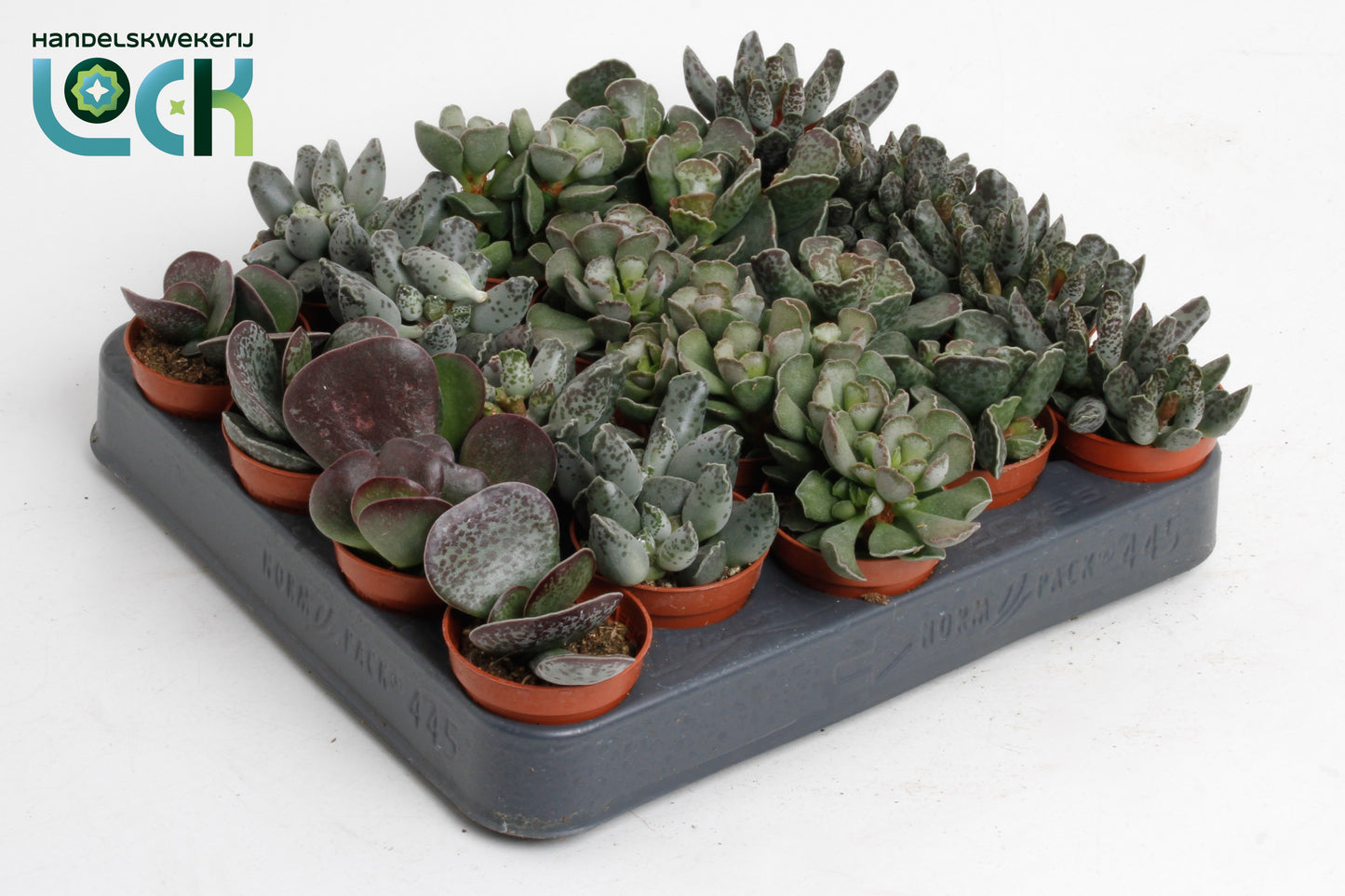 Adromischus mix 10cm 5.5cm Pot