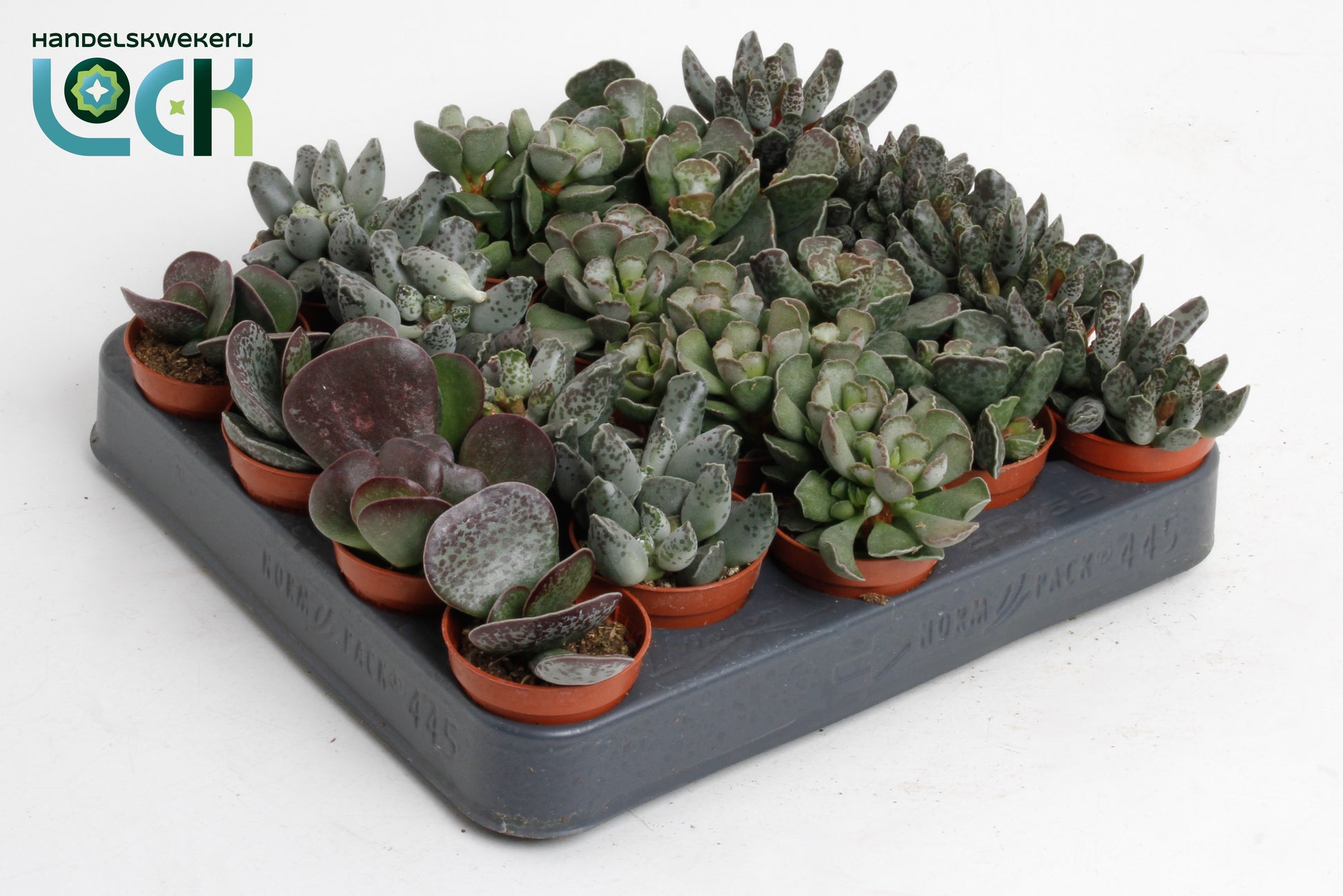 Adromischus mix 10cm 5.5cm Pot