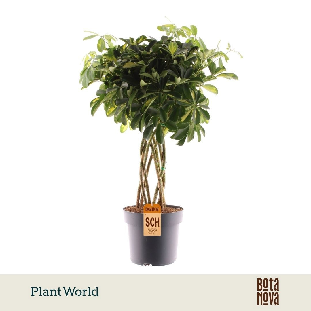 Plantworld Jogrow Schefflera Gold Capella Pack of 1