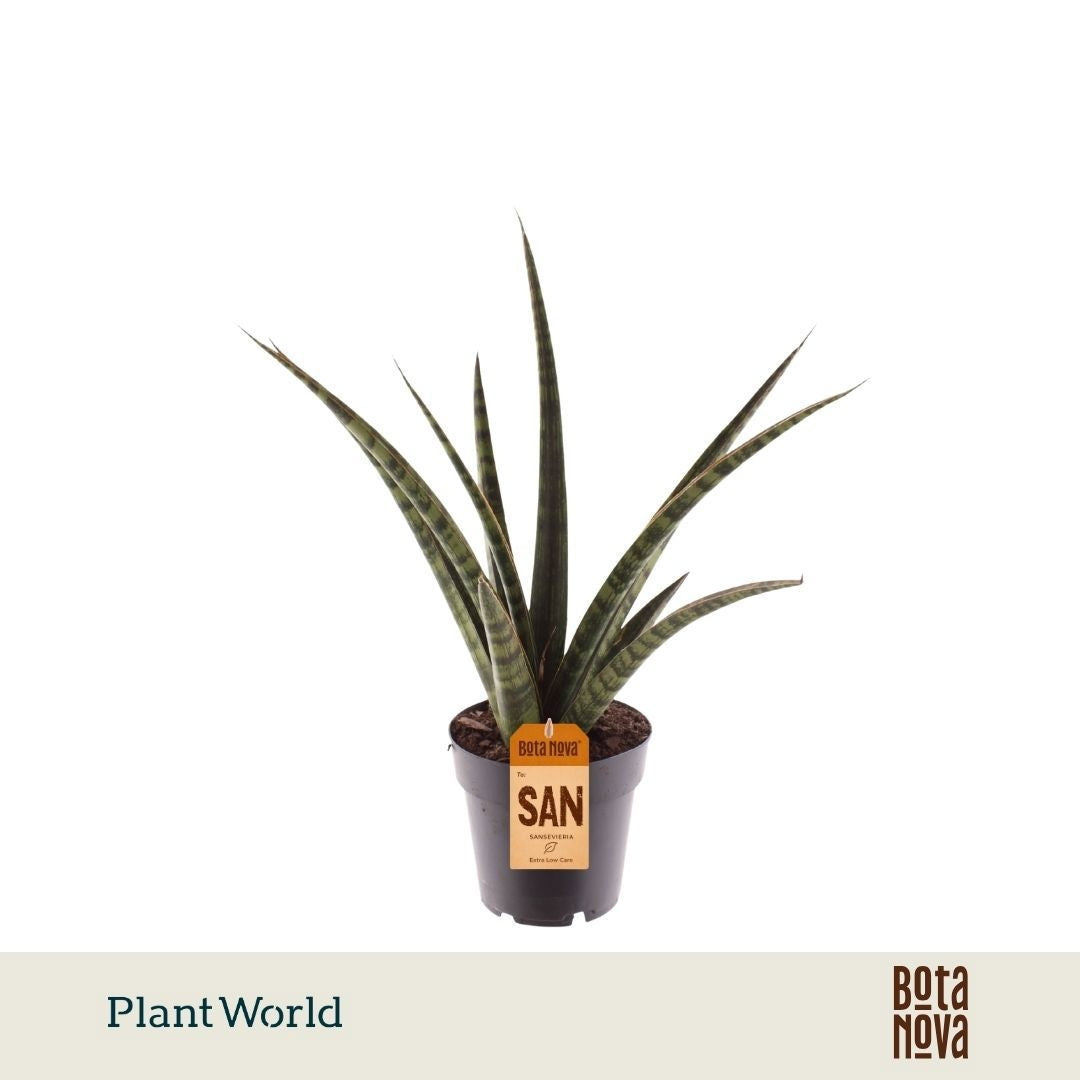 Sansevieria cylindrica 40cm 14cm Pot