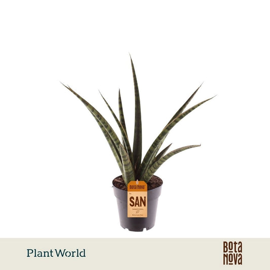 Sansevieria cylindrica 40cm 14cm Pot
