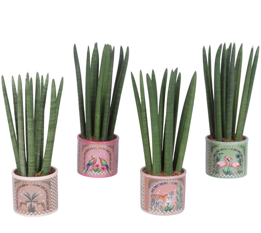 Sansevieria cylindrica 35cm 12cm Pot