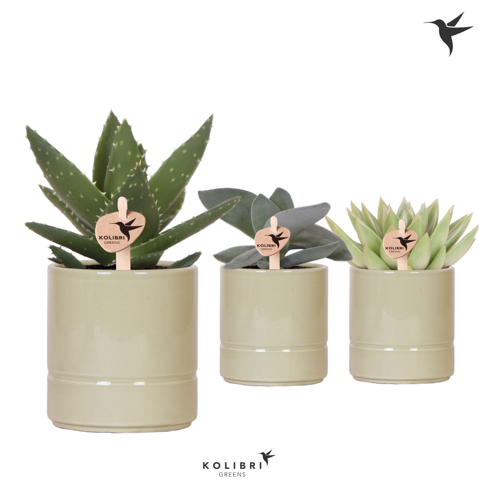 Succulent mix 18cm 9cm Pot