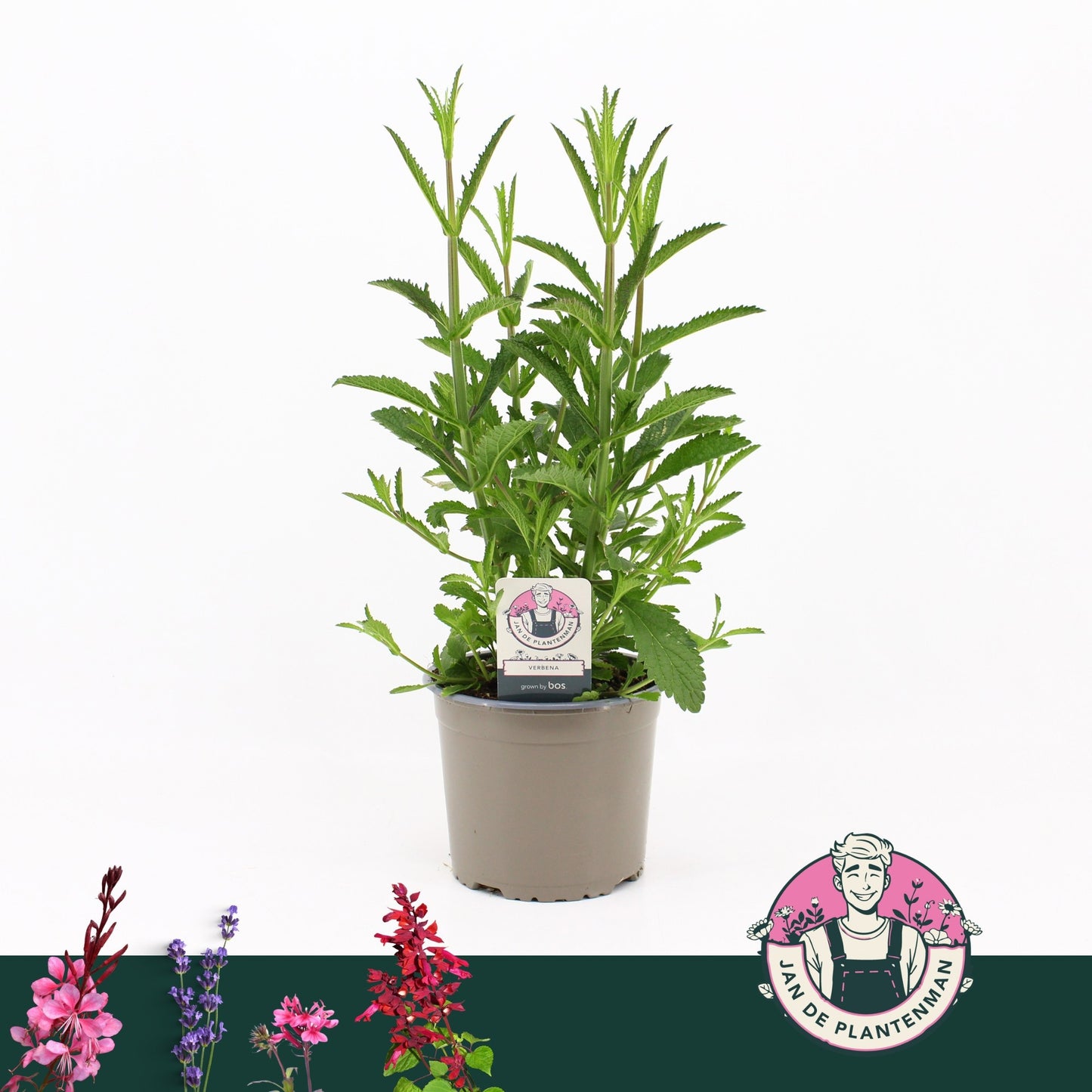Verbena bonariensis 80cm 17cm Pot