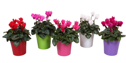 Cyclamen Verano Mix 18cm 10cm Pot