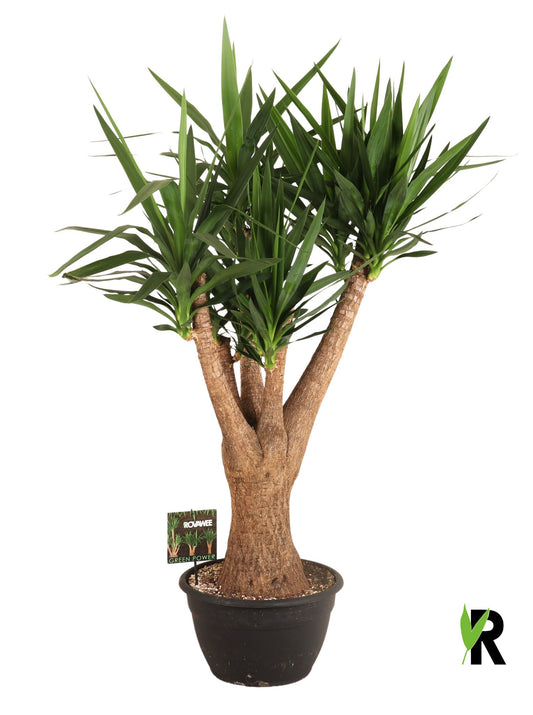 Yucca branched 140cm 35cm Pot
