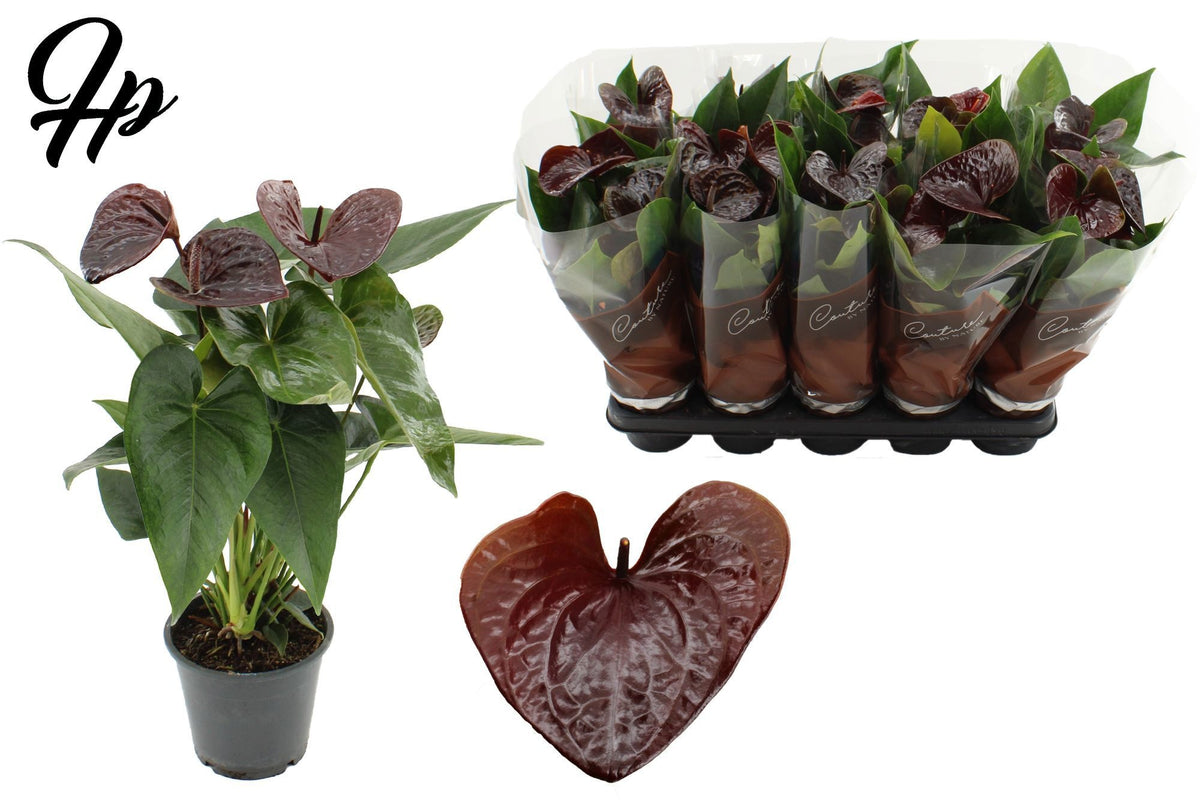 Anthurium Essencia 40cm 12cm Pot