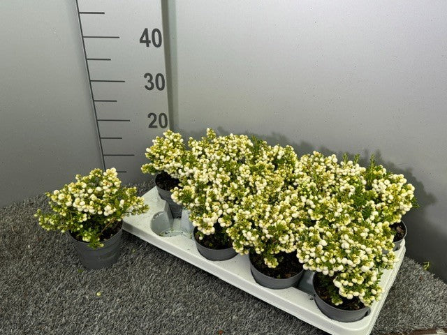 Pernettya mucr. white 20cm 10.5cm Pot