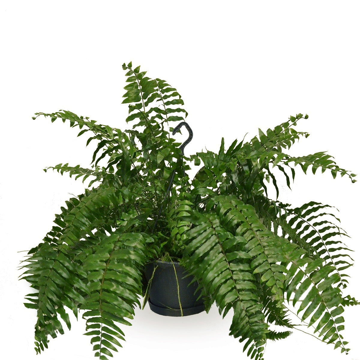 Nephrolepis Macho 100cm 20cm Pot