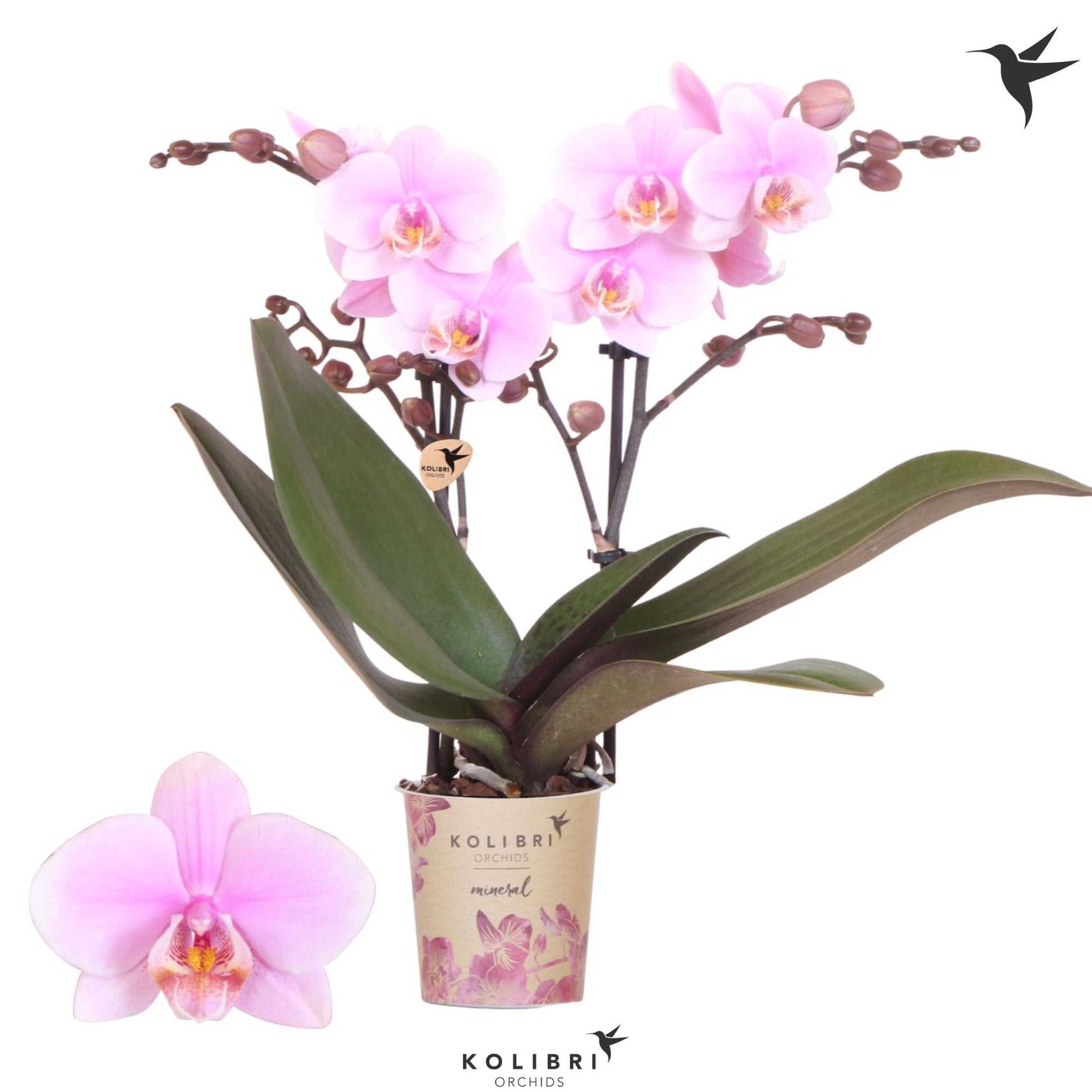 OK Plant Phalaenopsis Heartbreaker Pack of 12