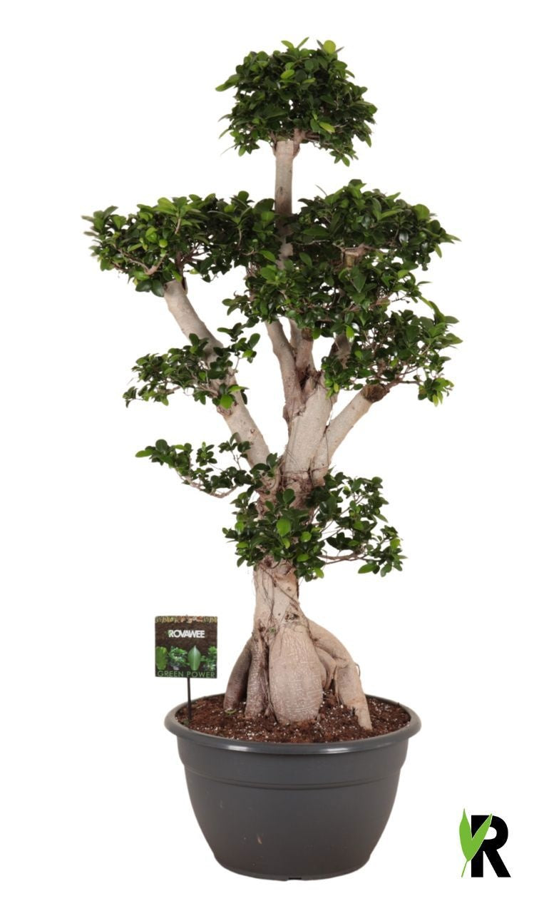 Ficus Ginseng 170cm 45cm Pot