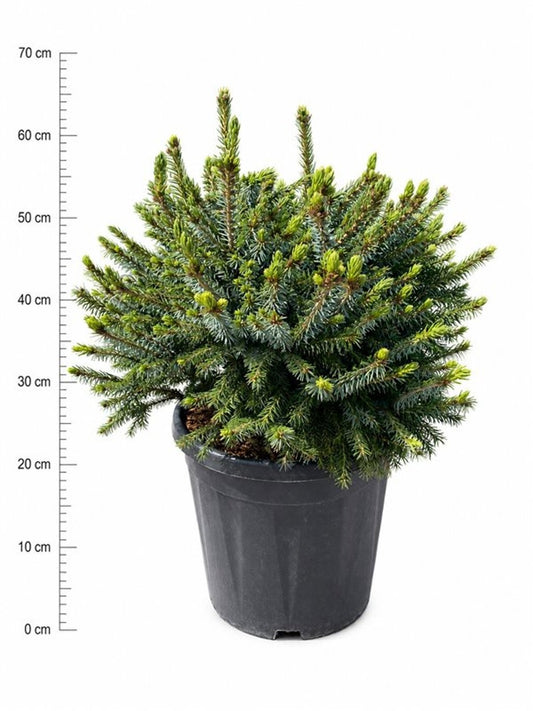 Picea omorika Nana 60cm 32cm Pot