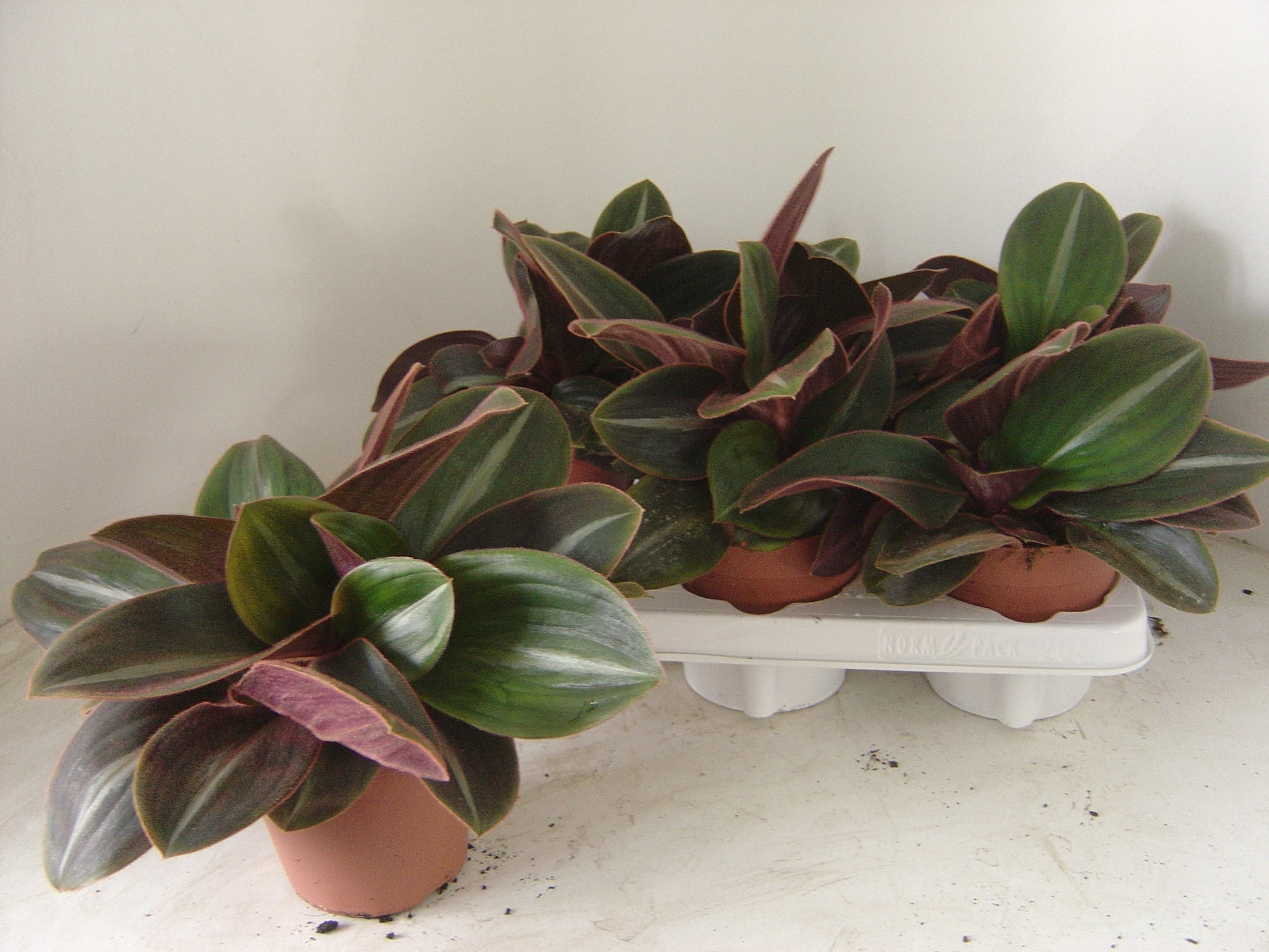 Tradescantia zebrina 12cm Pot