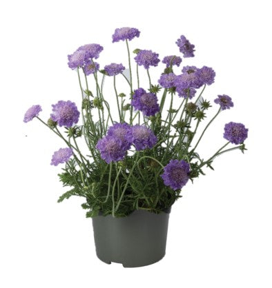 Scabiosa columbaria 35cm 17cm Pot