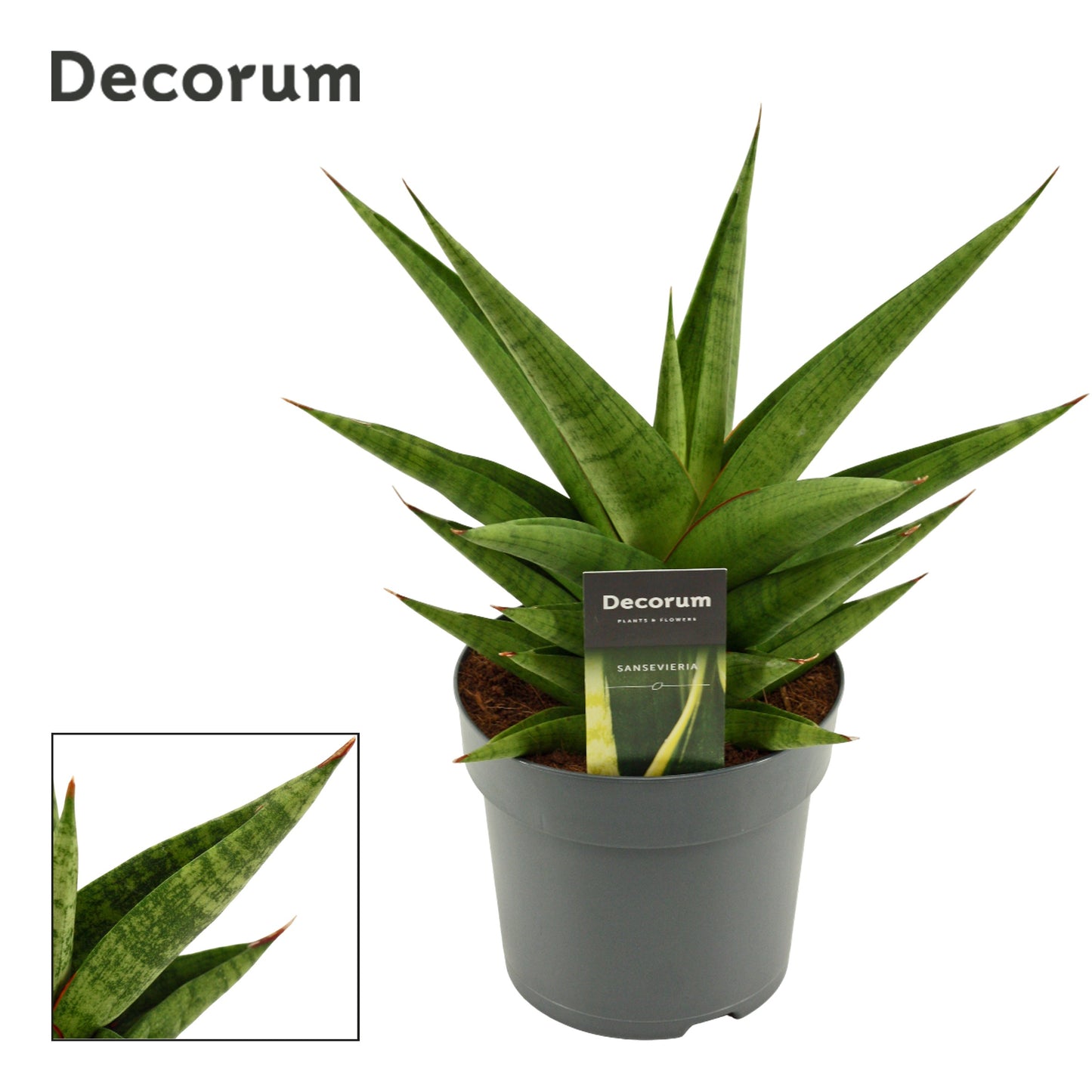 Sansevieria 30cm 14cm Pot