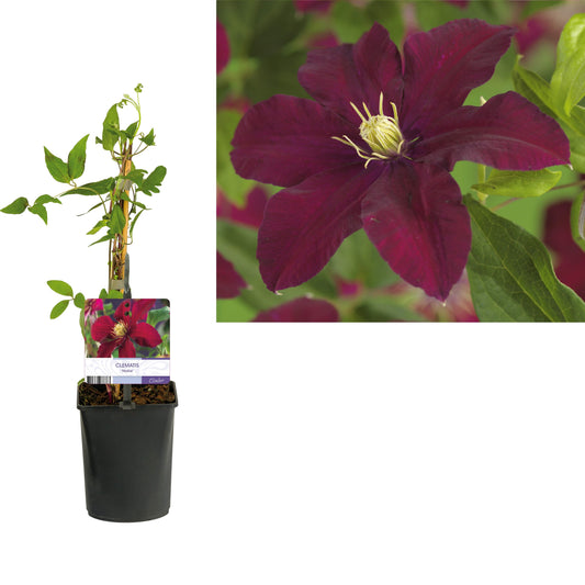 Clematis Niobe 40cm 11cm Pot