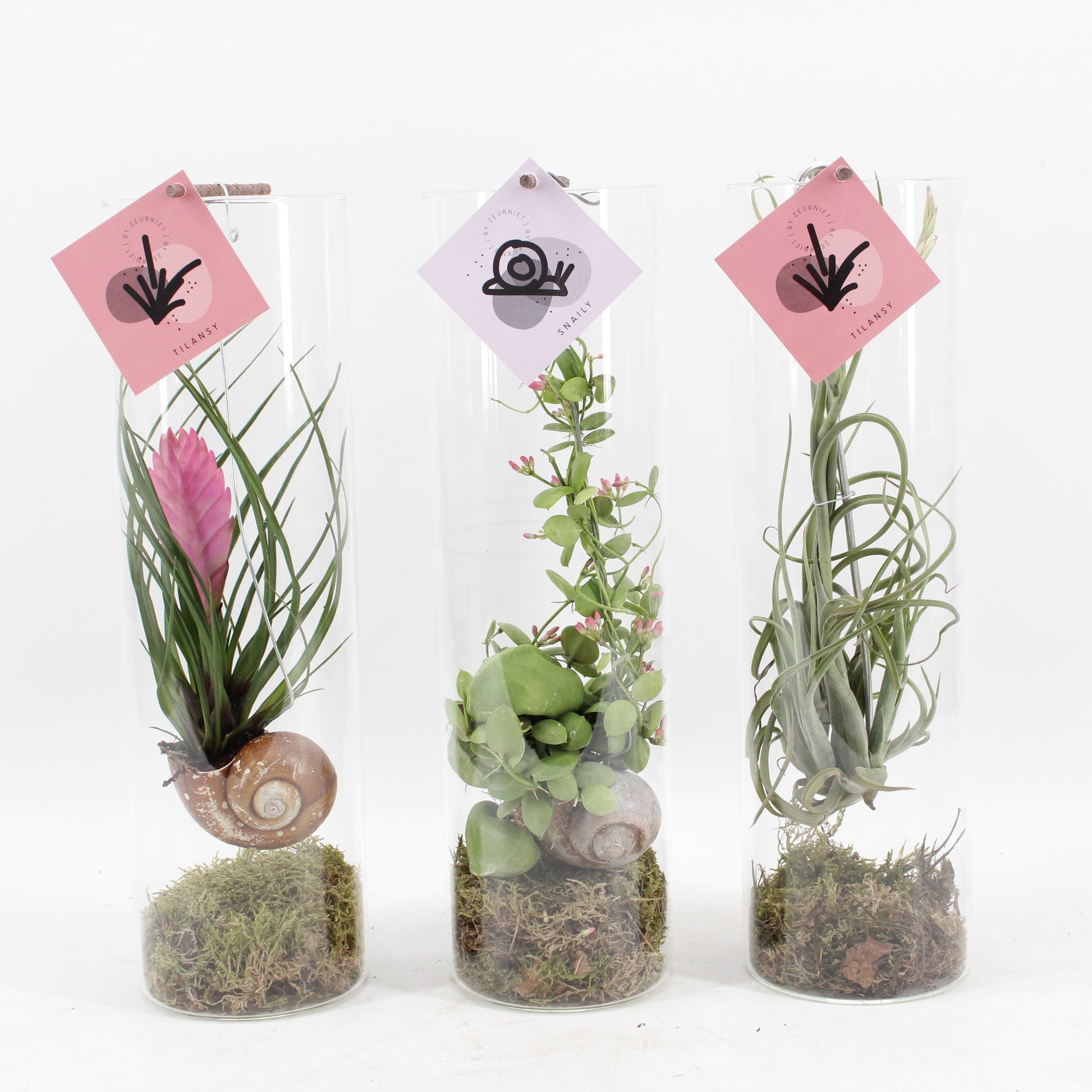 Plants 38cm 11cm Pot