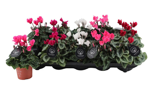 Cyclamen Garden 18cm 9cm Pot