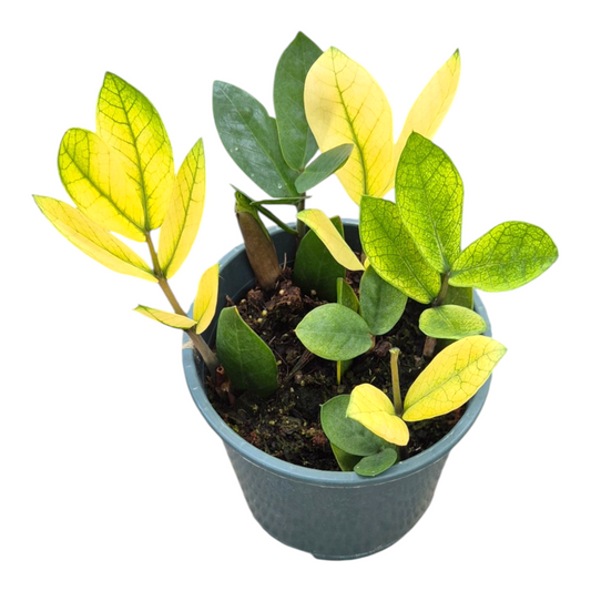 Zamioculcas Chameleon 25cm 14cm Pot