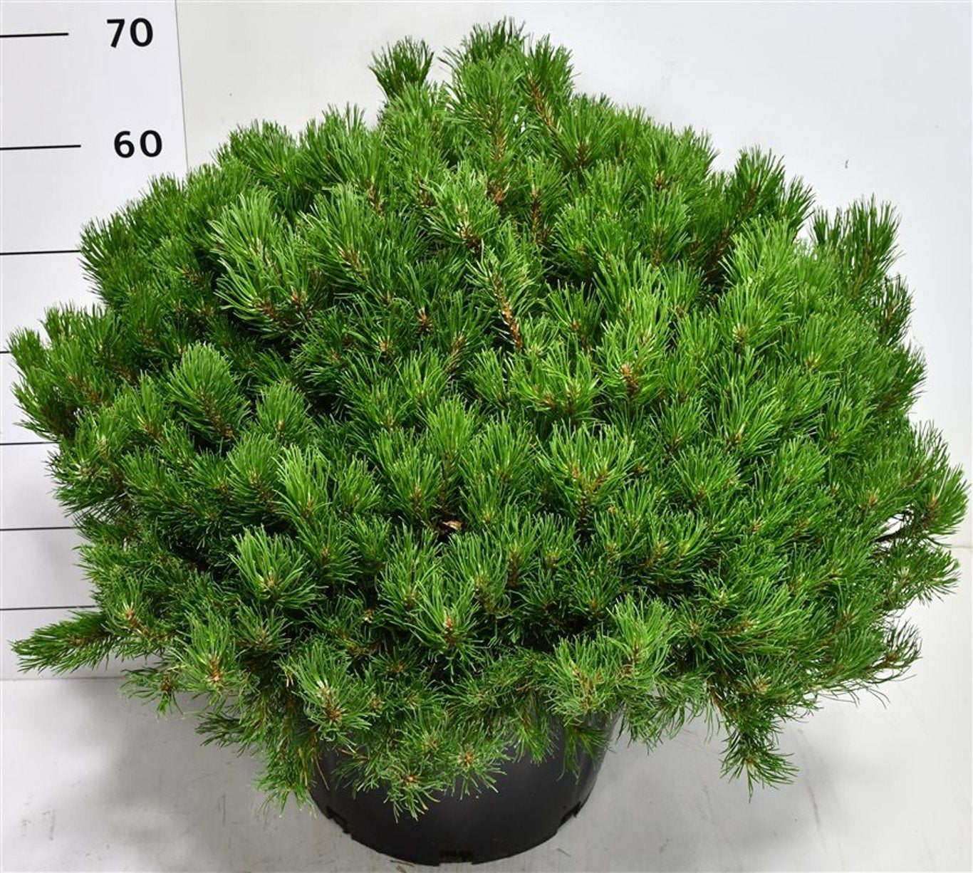 Pinus mugo Mughus 70cm 40cm Pot
