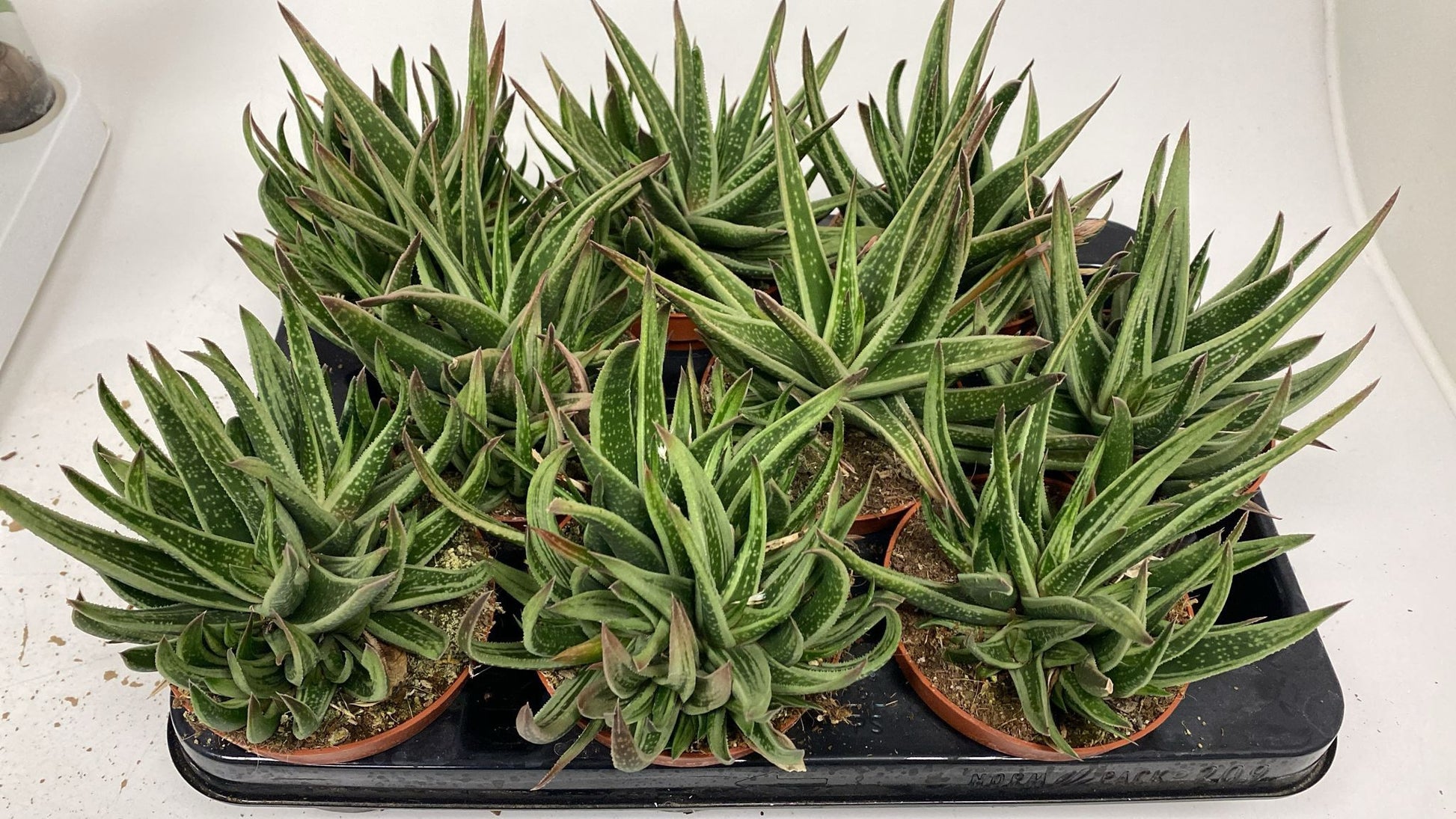 Gasteria 17cm 510cm Pot