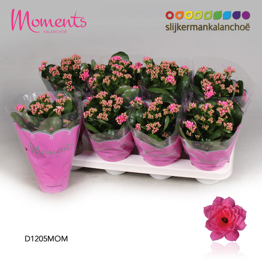 Kalanchoe Serenity Pink 24cm 12cm Pot