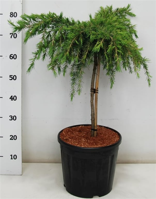 Cedrus deo. Feelin Blue 85cm 32cm Pot