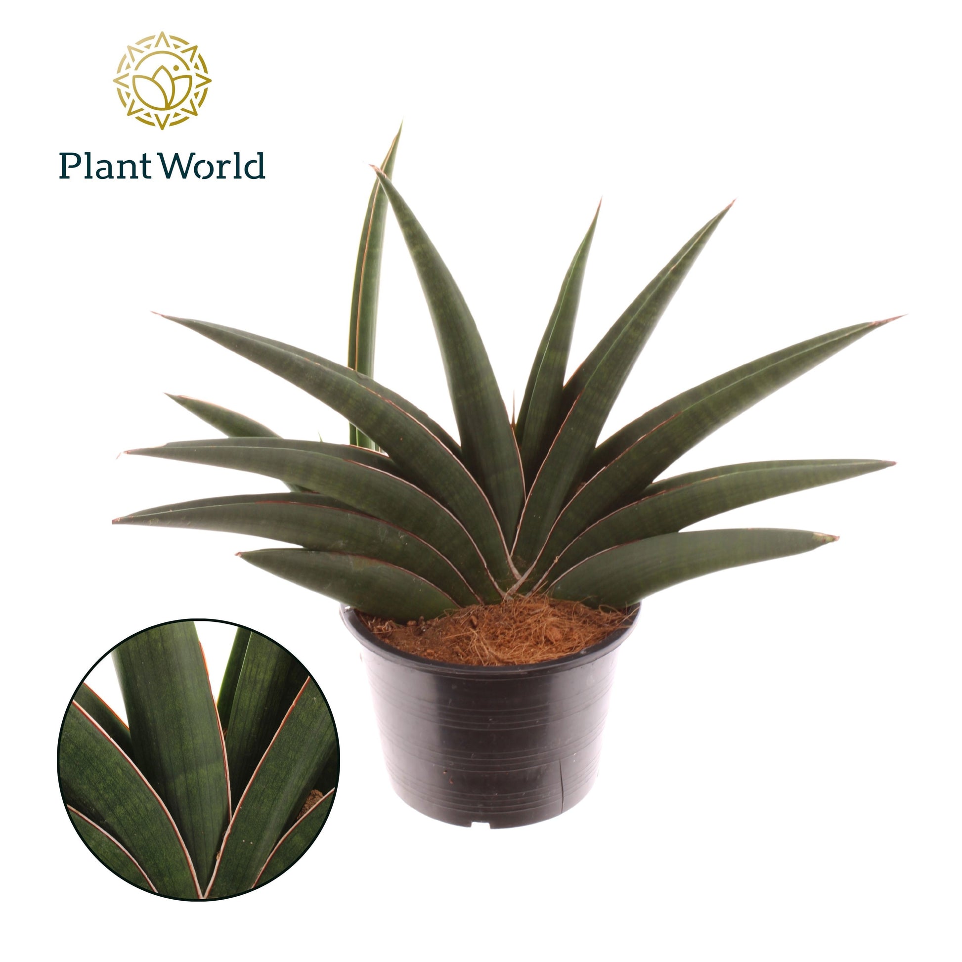 Sansevieria trifasciata 30cm 14cm Pot