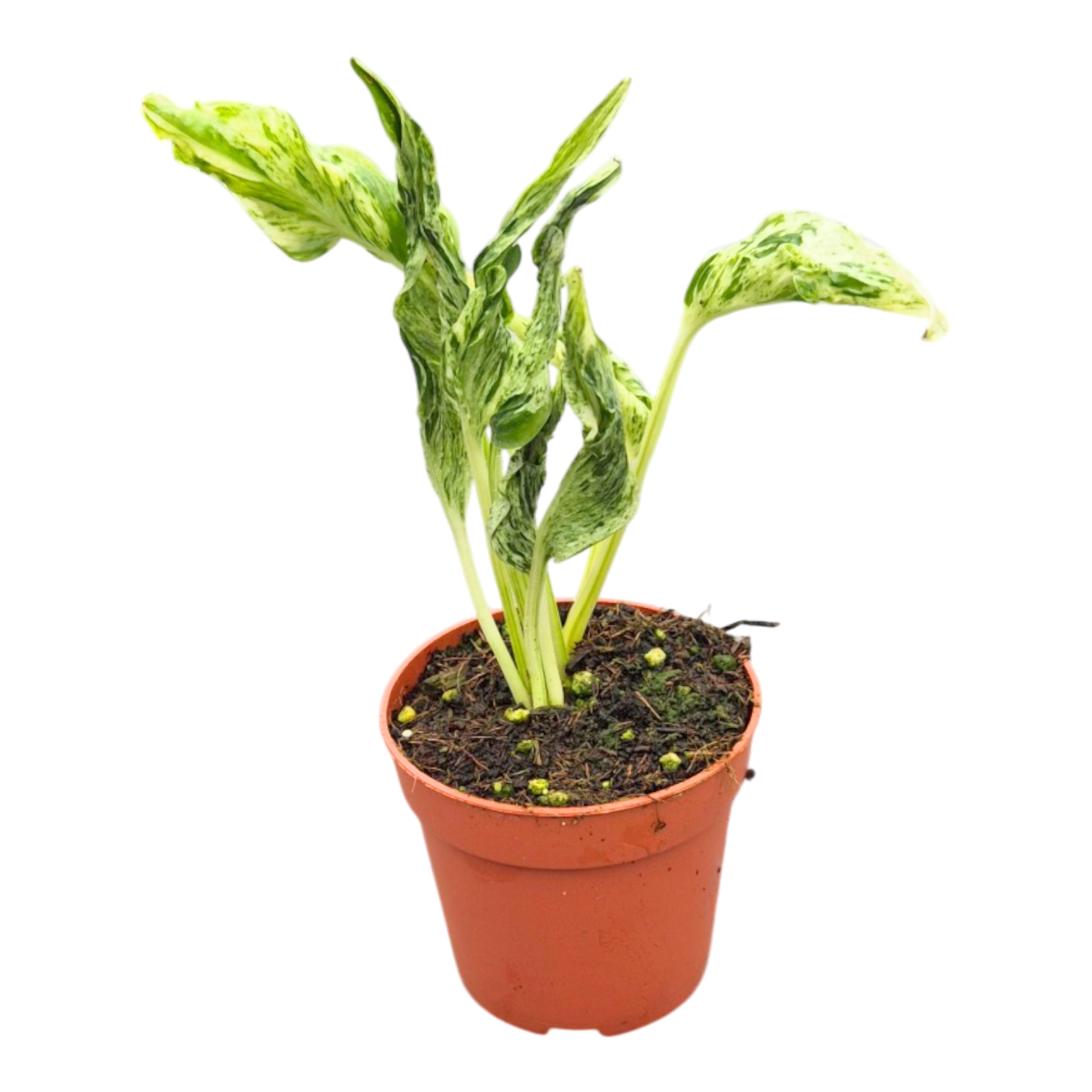 Epipremnum 25cm 7cm Pot