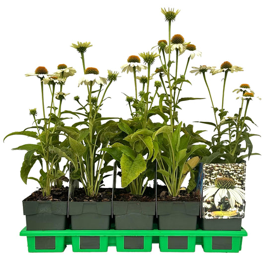 Echinacea pur. Powwow White 25cm 11cm Pot