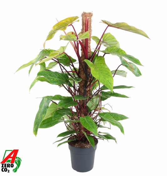 Philodendron Painted Lady 120cm 24cm Pot